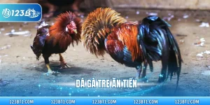 đá gà tre ăn tiền